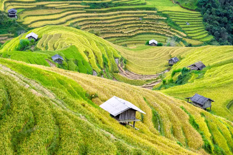 Rice terraces in northern Vietnam